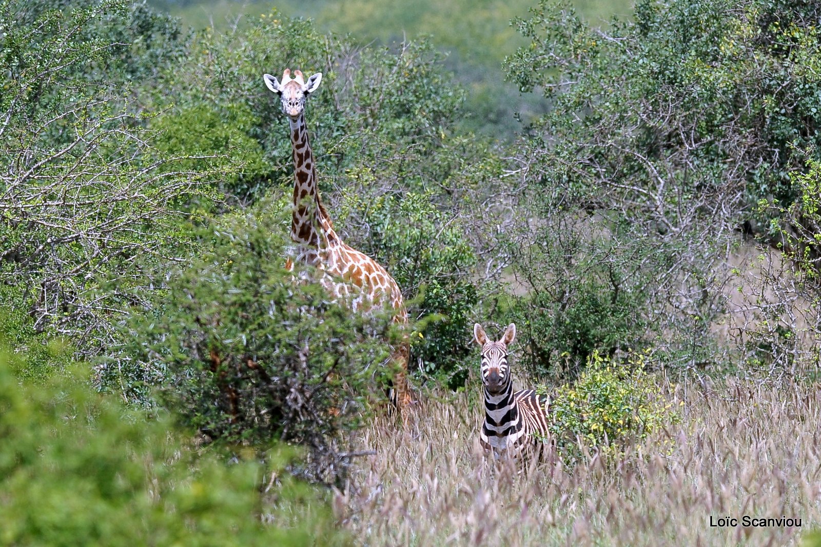 Zébre et girafe (1)