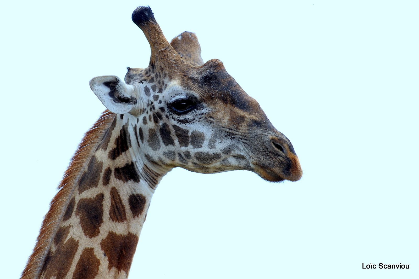 Girafe/Giraffe (7)