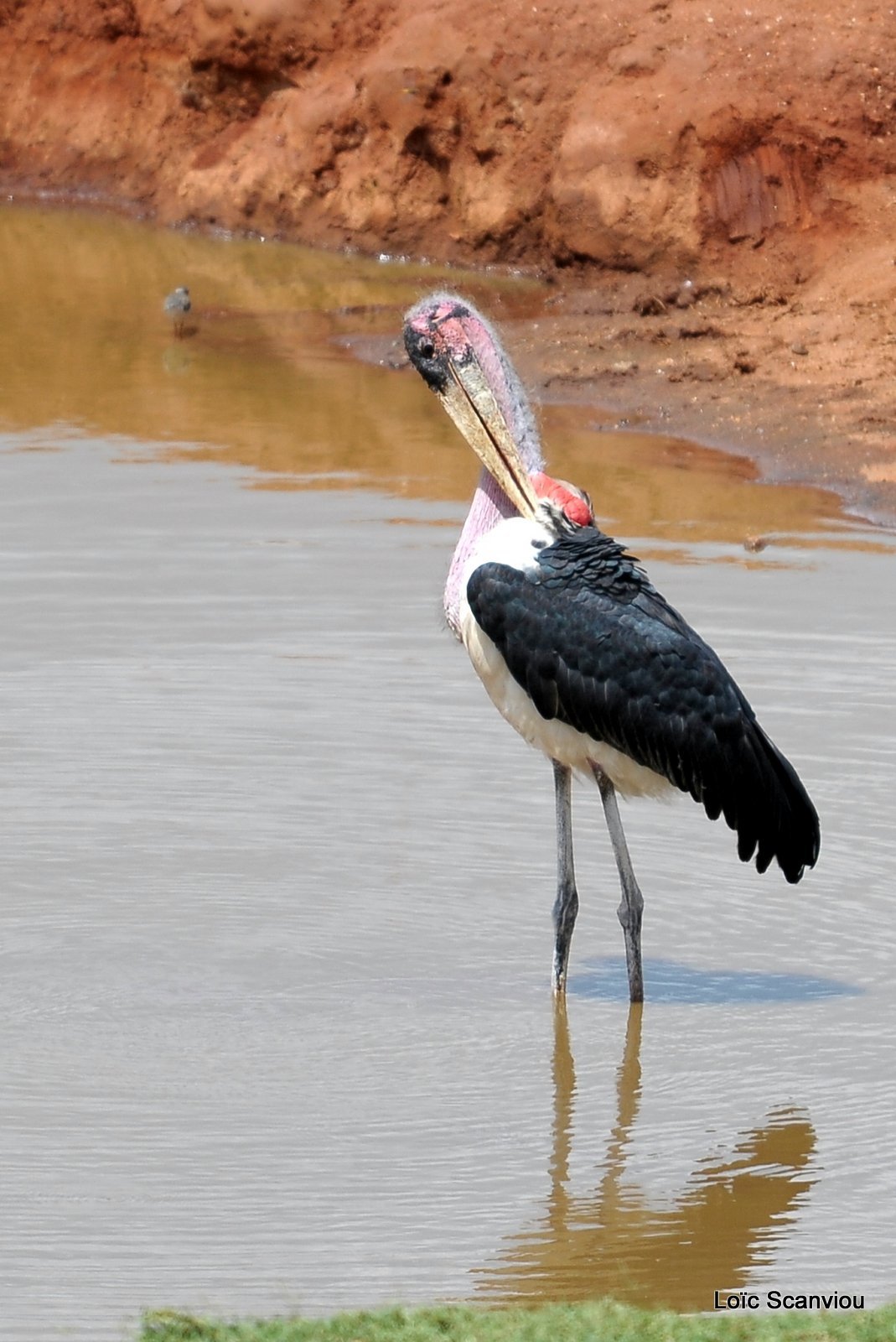 Marabout/Marabou Stork (3)