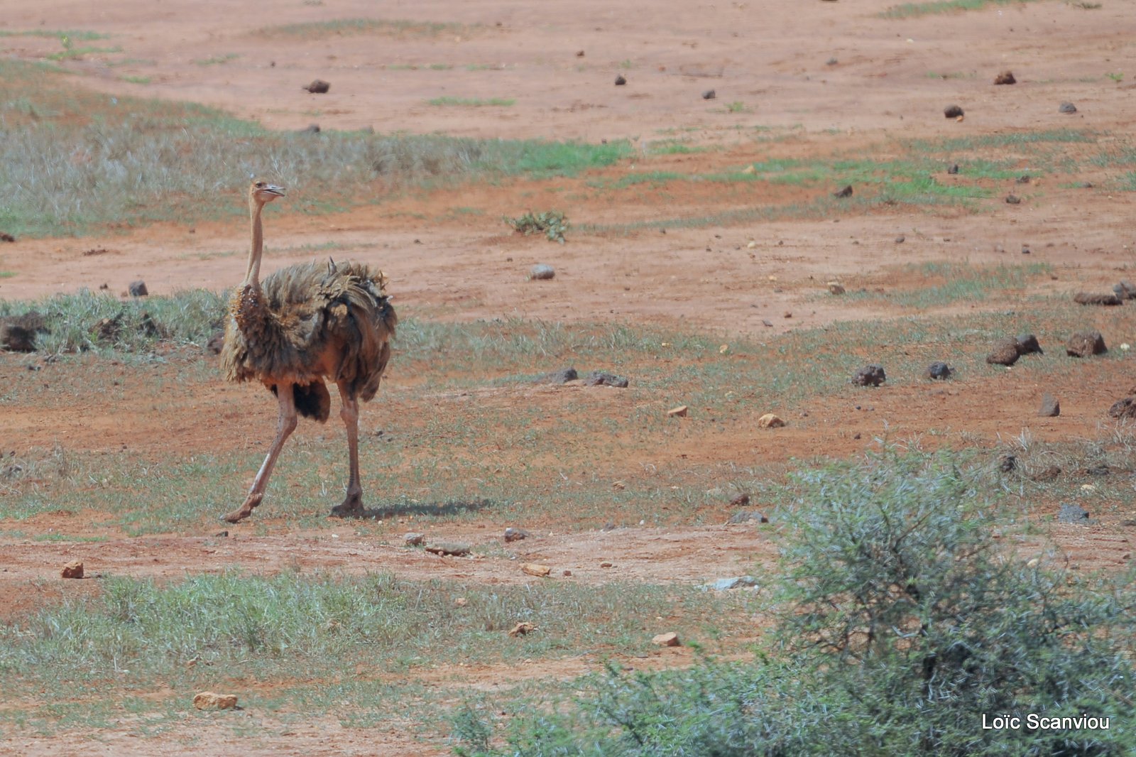 Autruche/Ostrich (4)