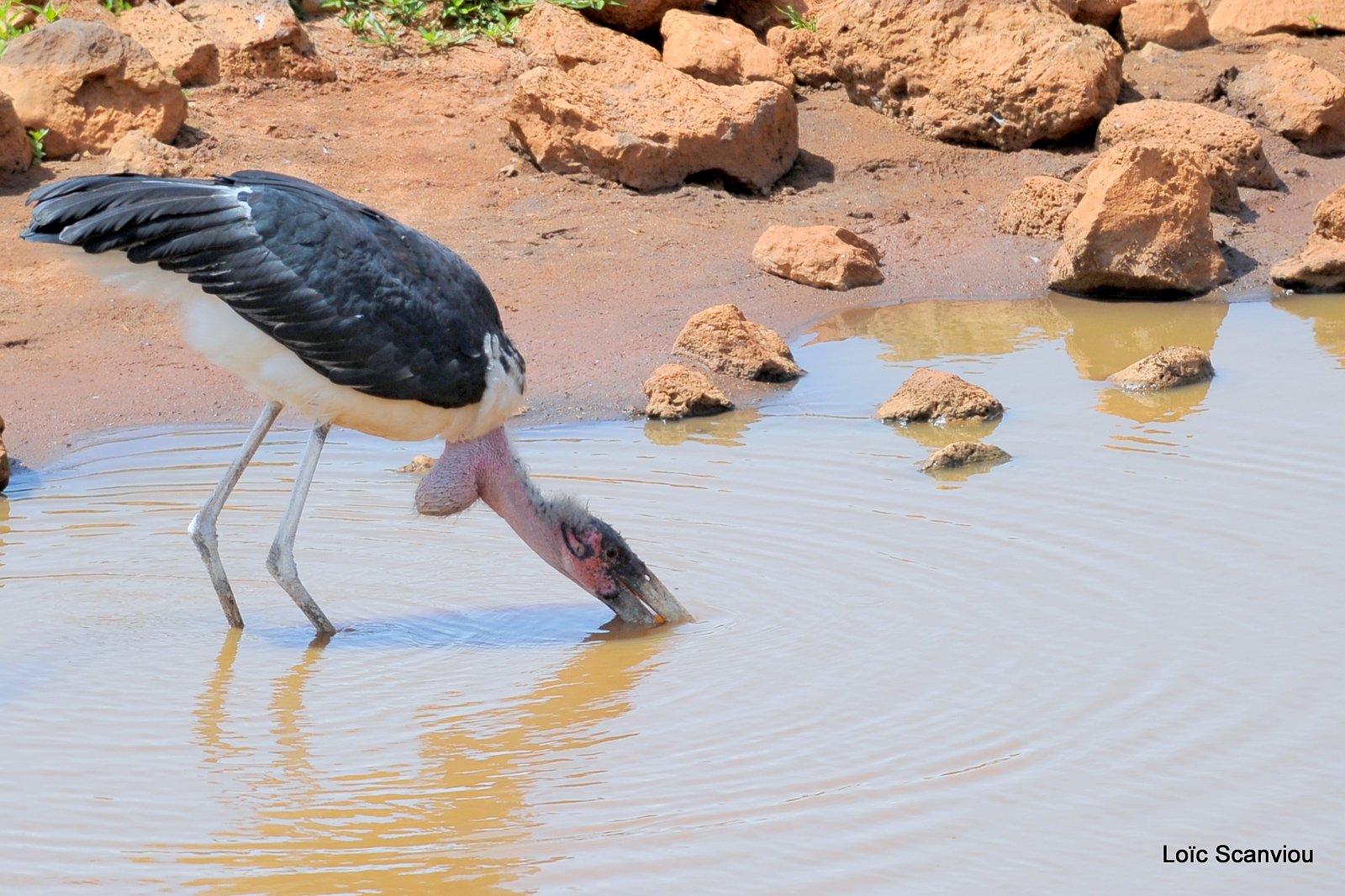 Marabout/Marabou Stork (4)