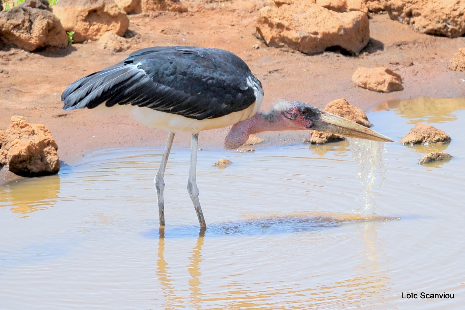 Marabout/Marabou Stork (5)