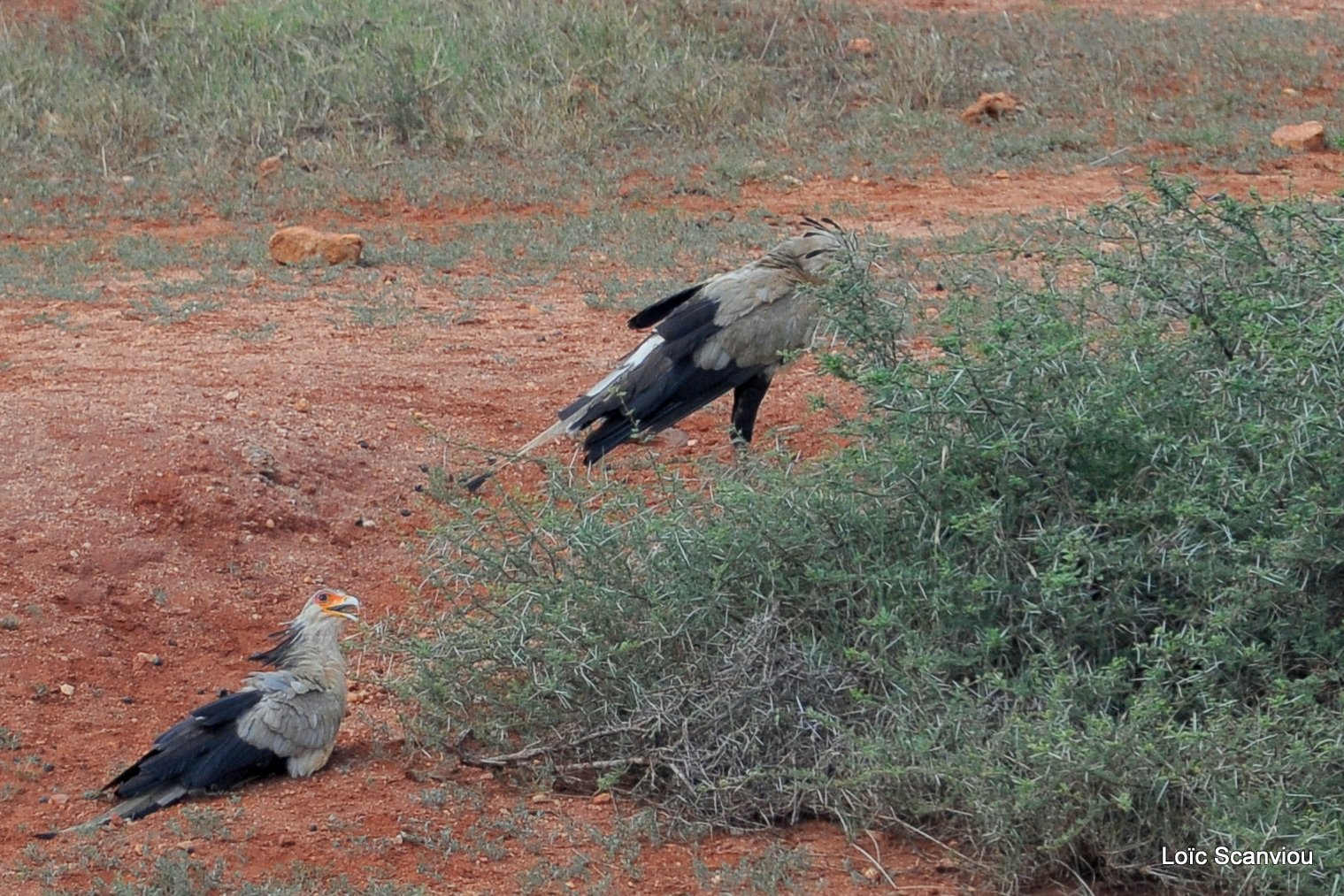 Messager sagittaire/Secretary Bird (1)