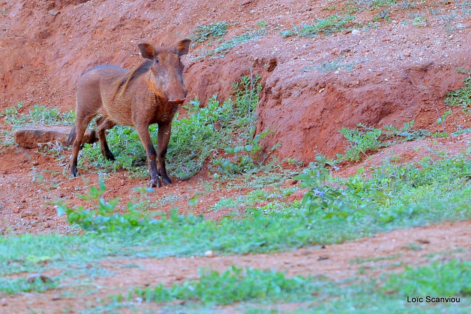 Phacochère/Warthog (1)