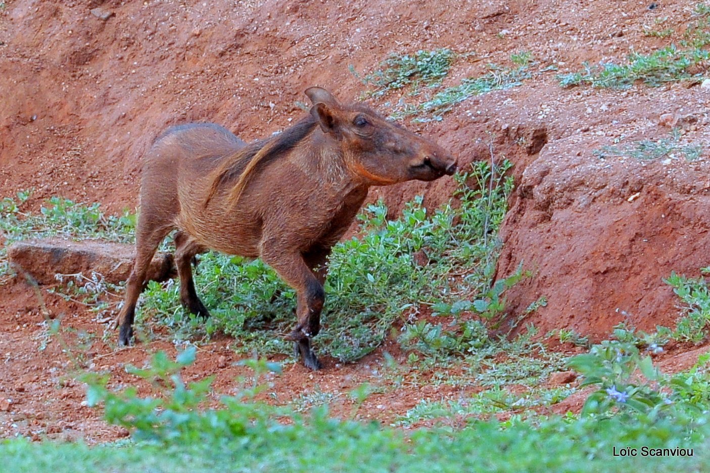 Phacochère/Warthog (2)