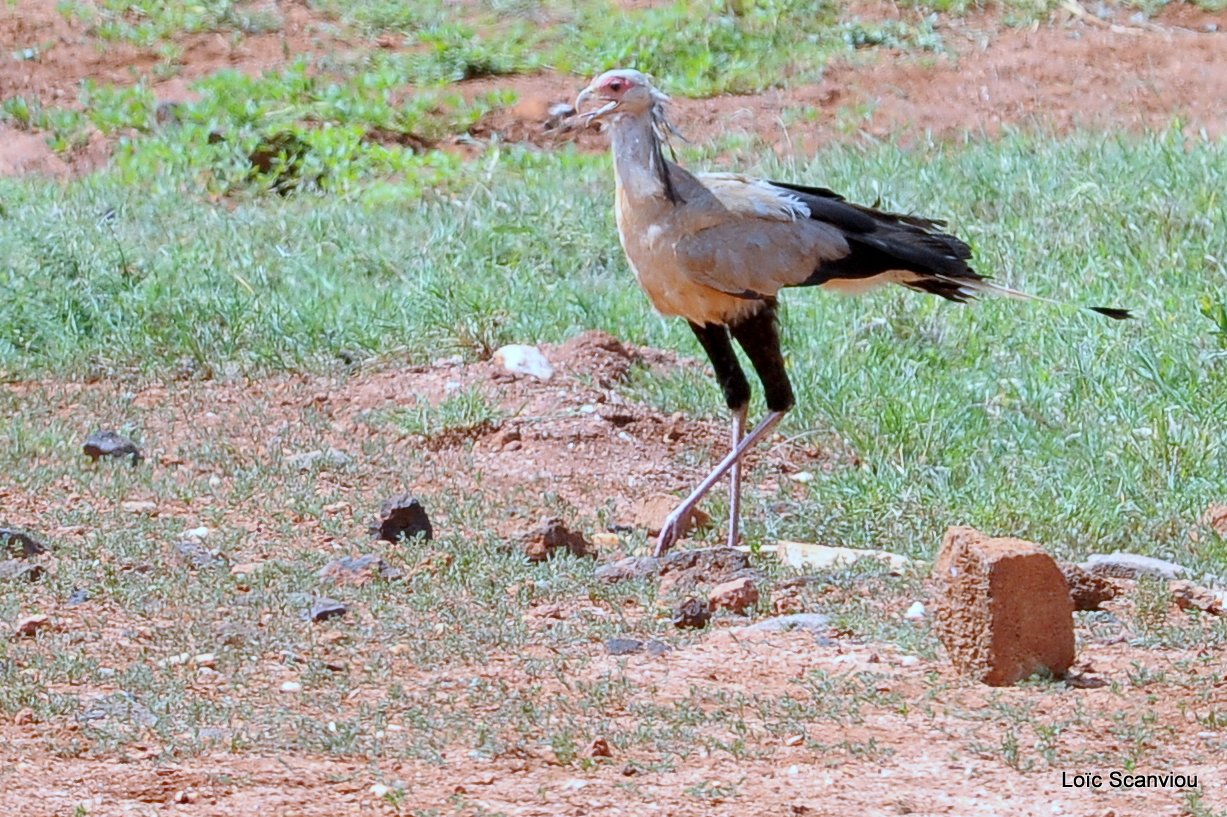 Messager sagittaire/Secretary Bird (4)