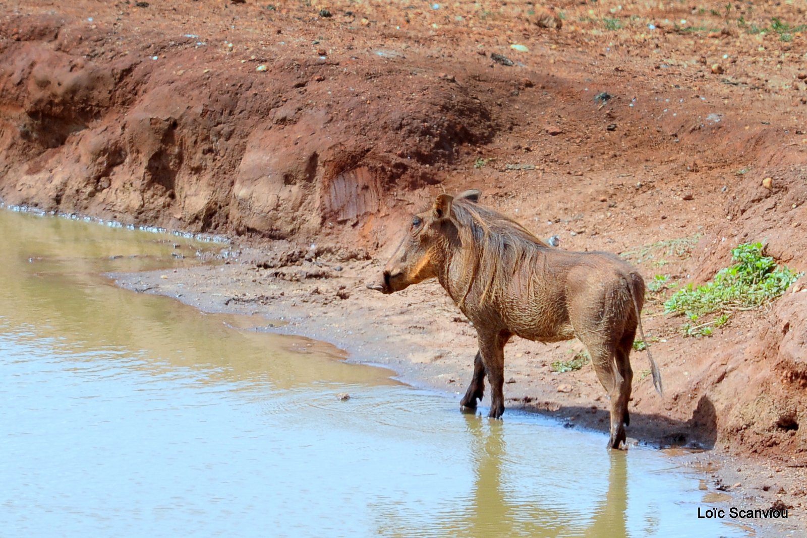 Phacochère/Warthog (3)