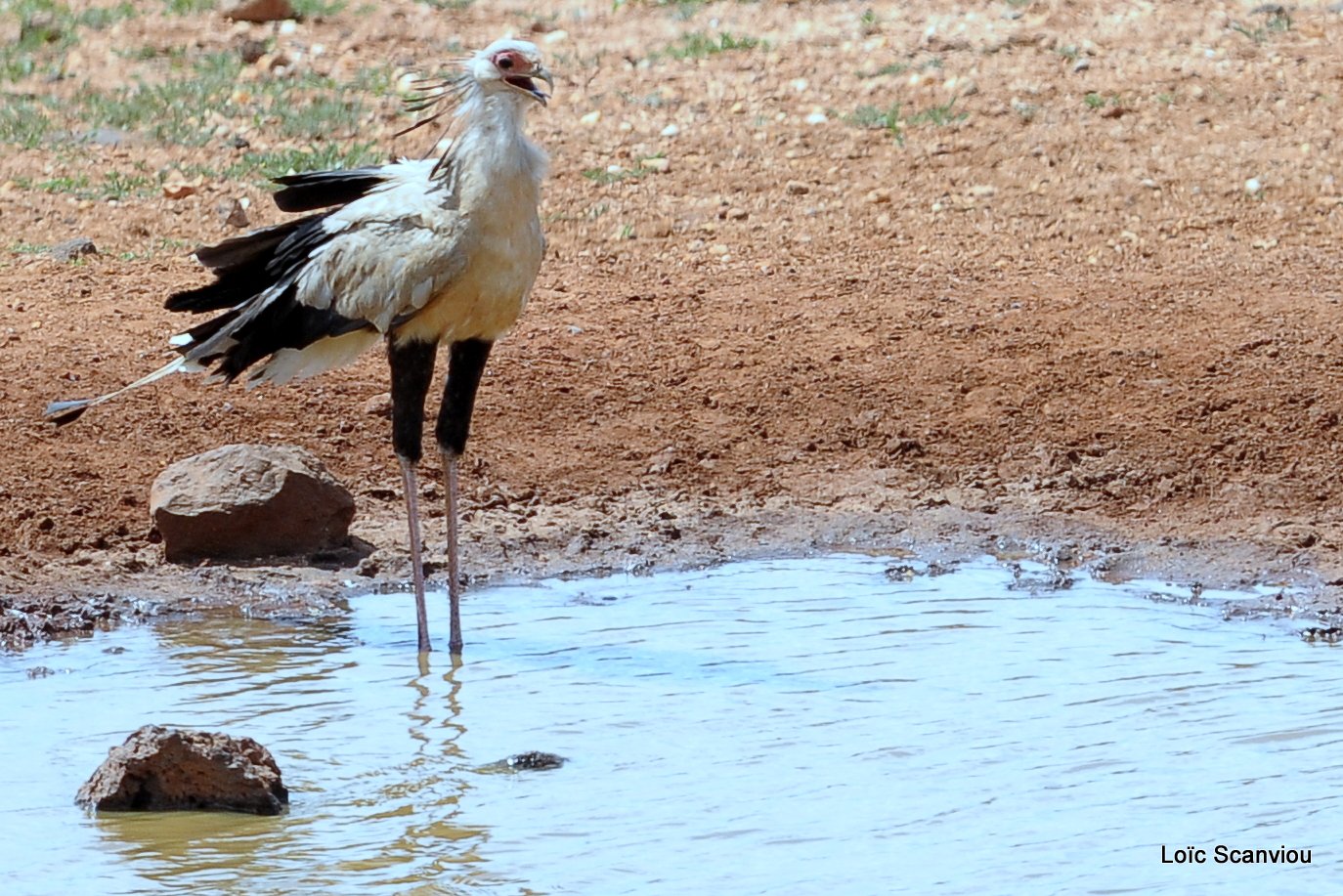 Messager sagittaire/Secretary Bird (2)