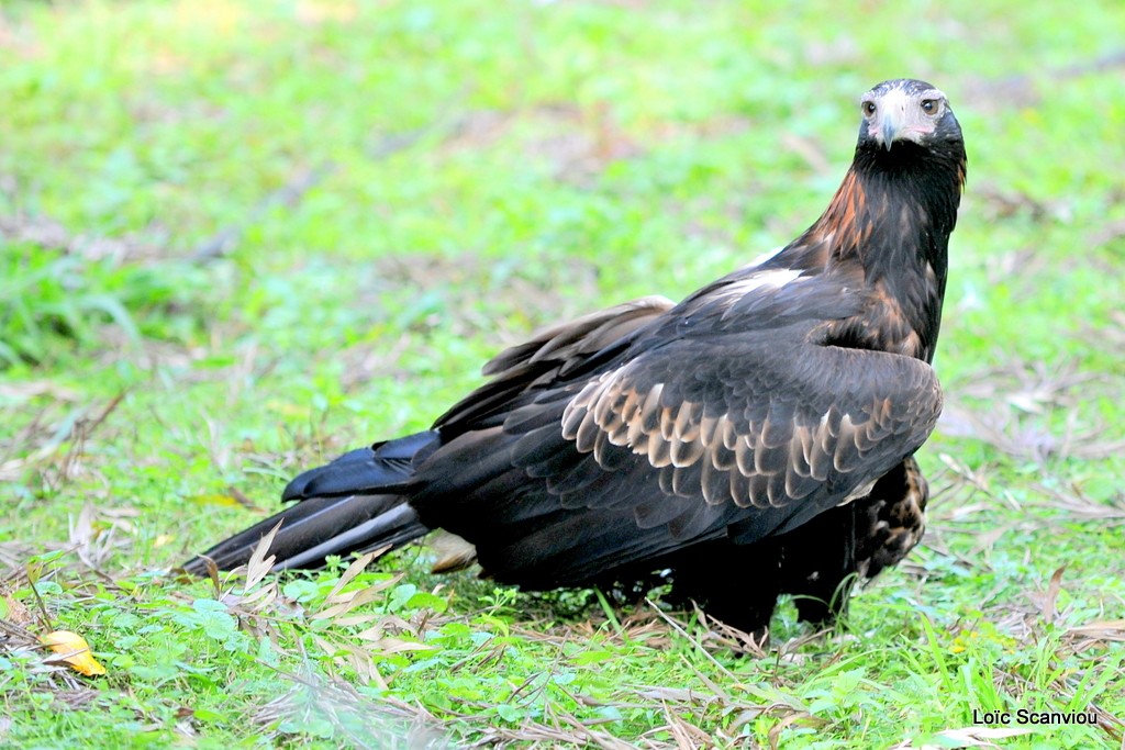 Uraète/Wedge-tailed Eagle  