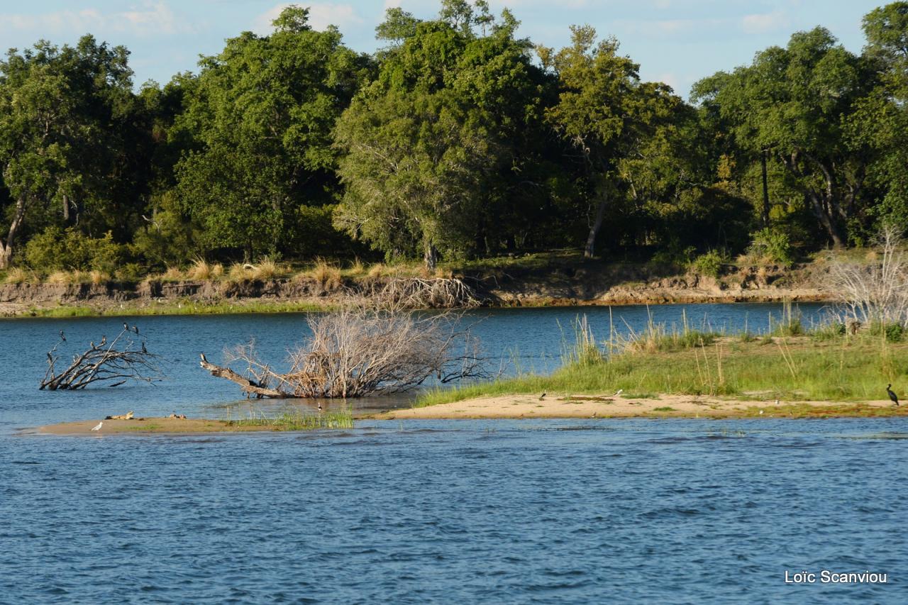 Zambezi cruise (7)