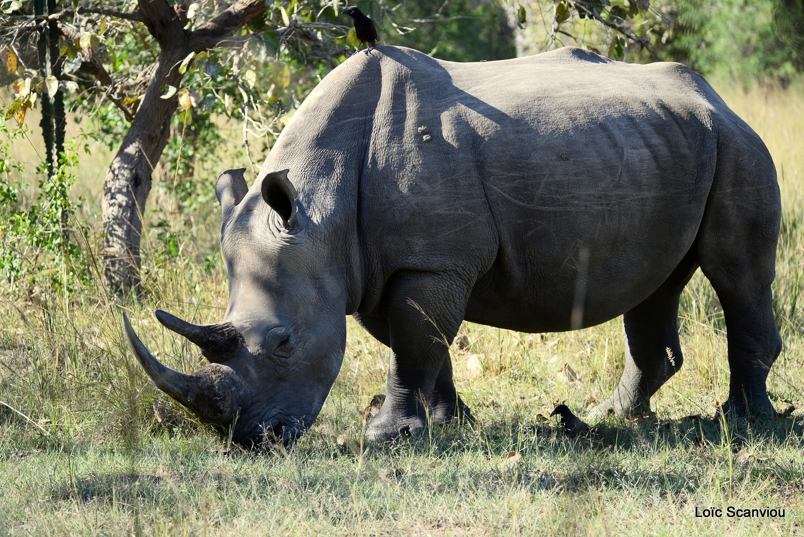 Rhinocéros blanc/White Rhinoceros (8)