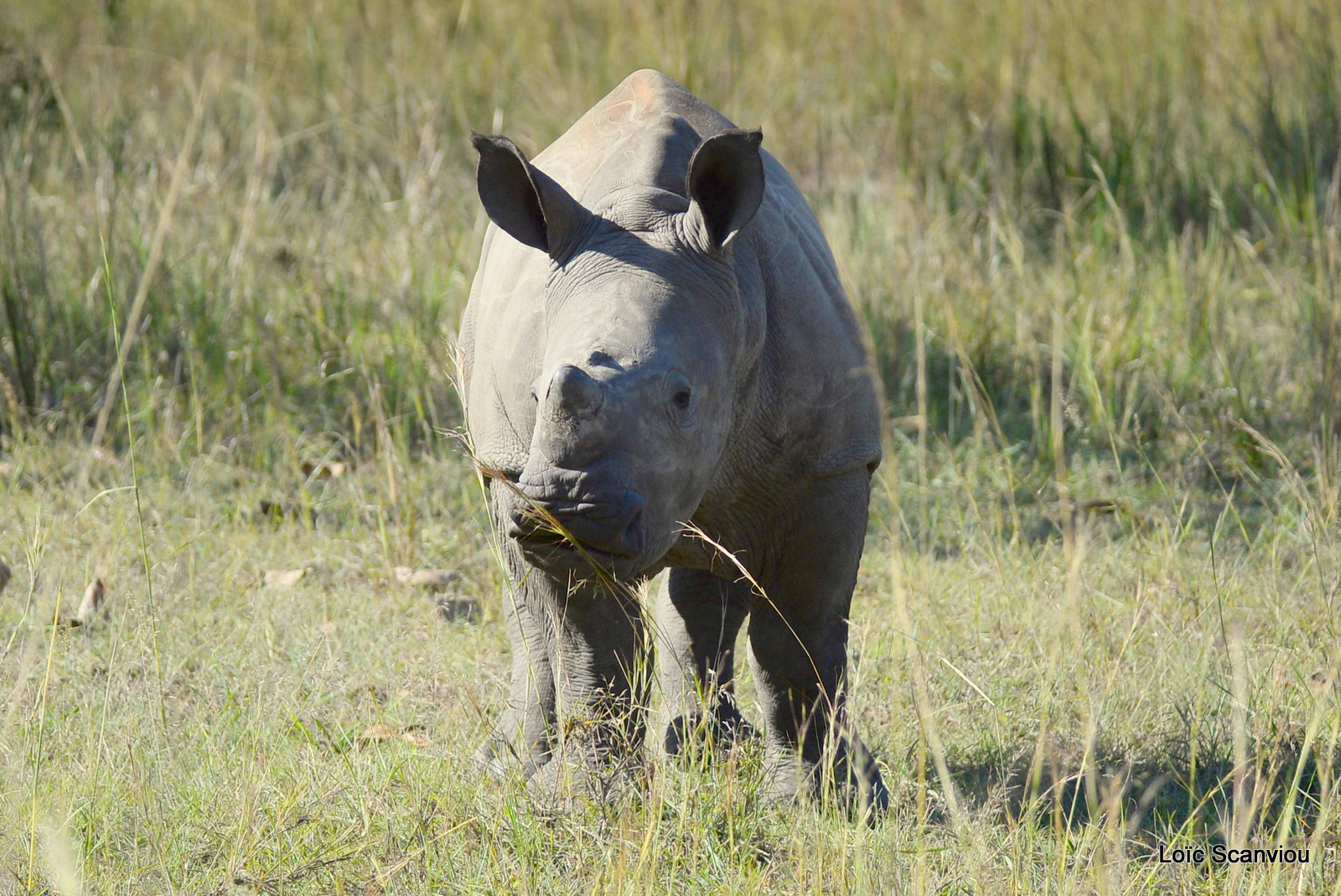 Rhinocéros blanc/White Rhinoceros (9)