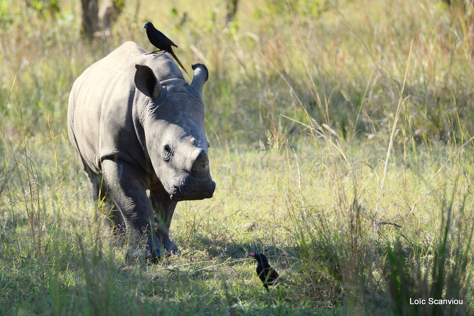 Rhinocéros blanc/White Rhinoceros (10)