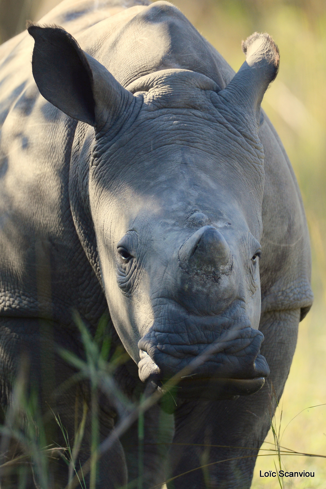 Rhinocéros blanc/White Rhinoceros (11)