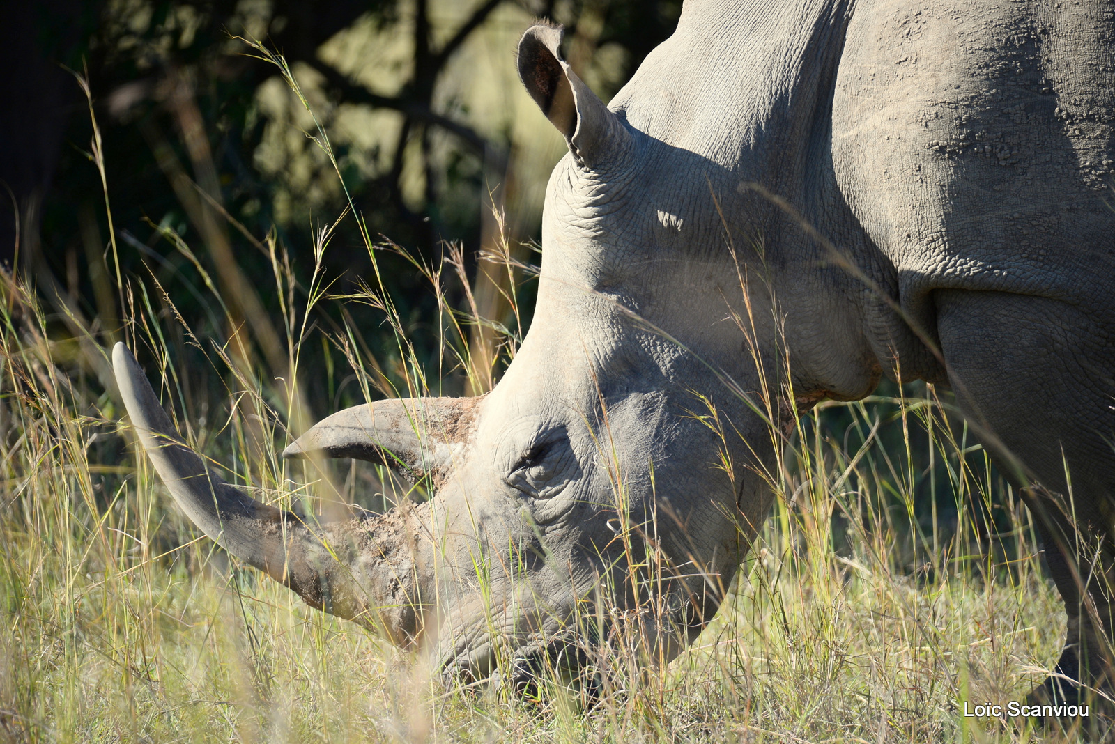 Rhinocéros blanc/White Rhinoceros (12)