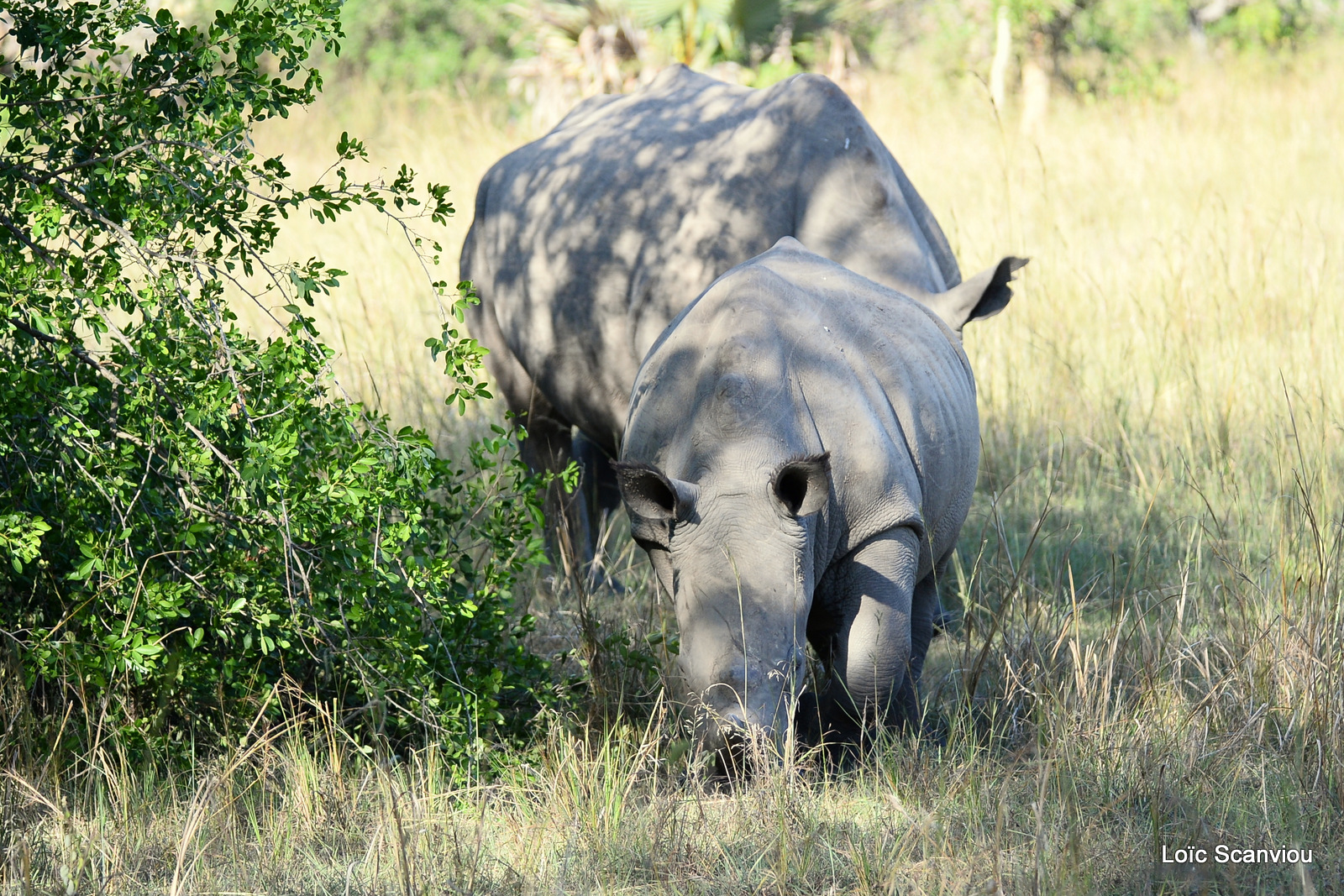 Rhinocéros blanc/White Rhinoceros (13)