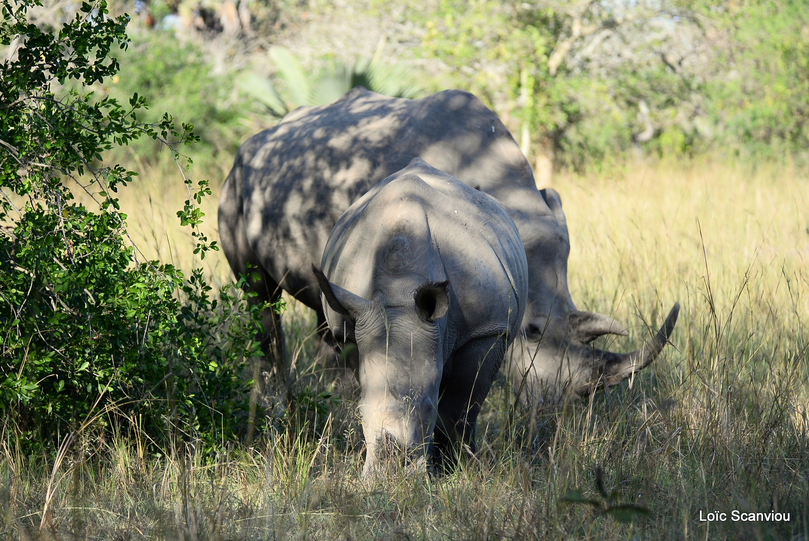 Rhinocéros blanc/White Rhinoceros (14)