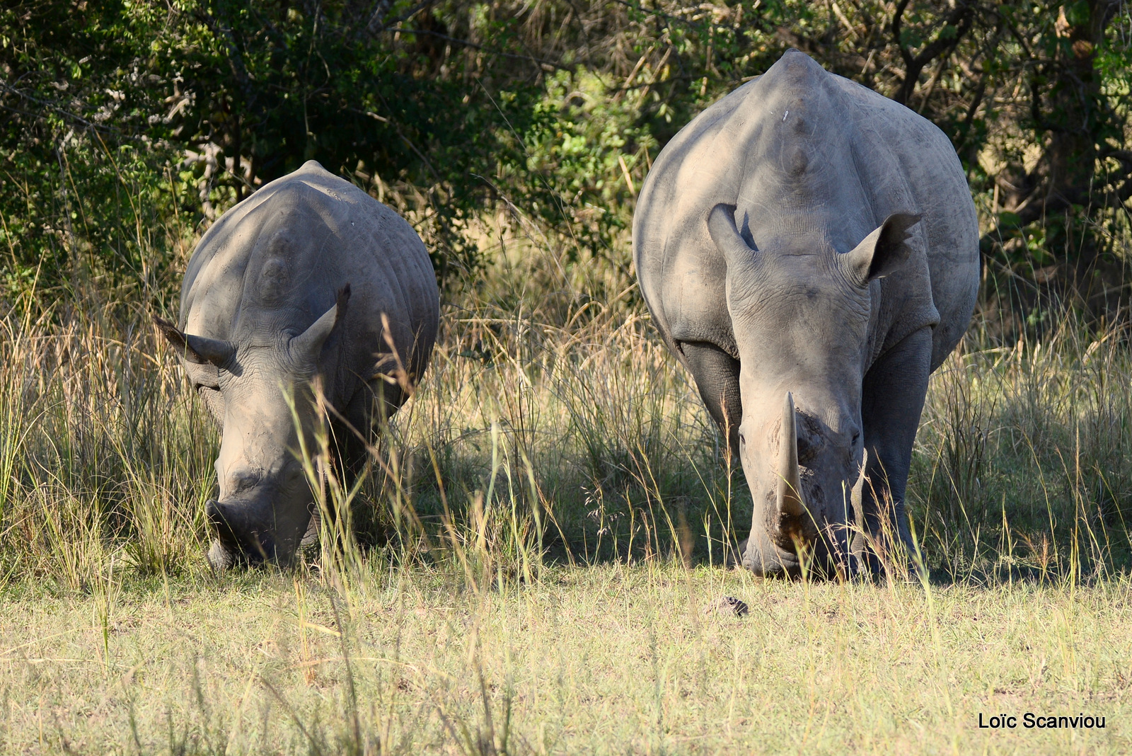 Rhinocéros blanc/White Rhinoceros (15)