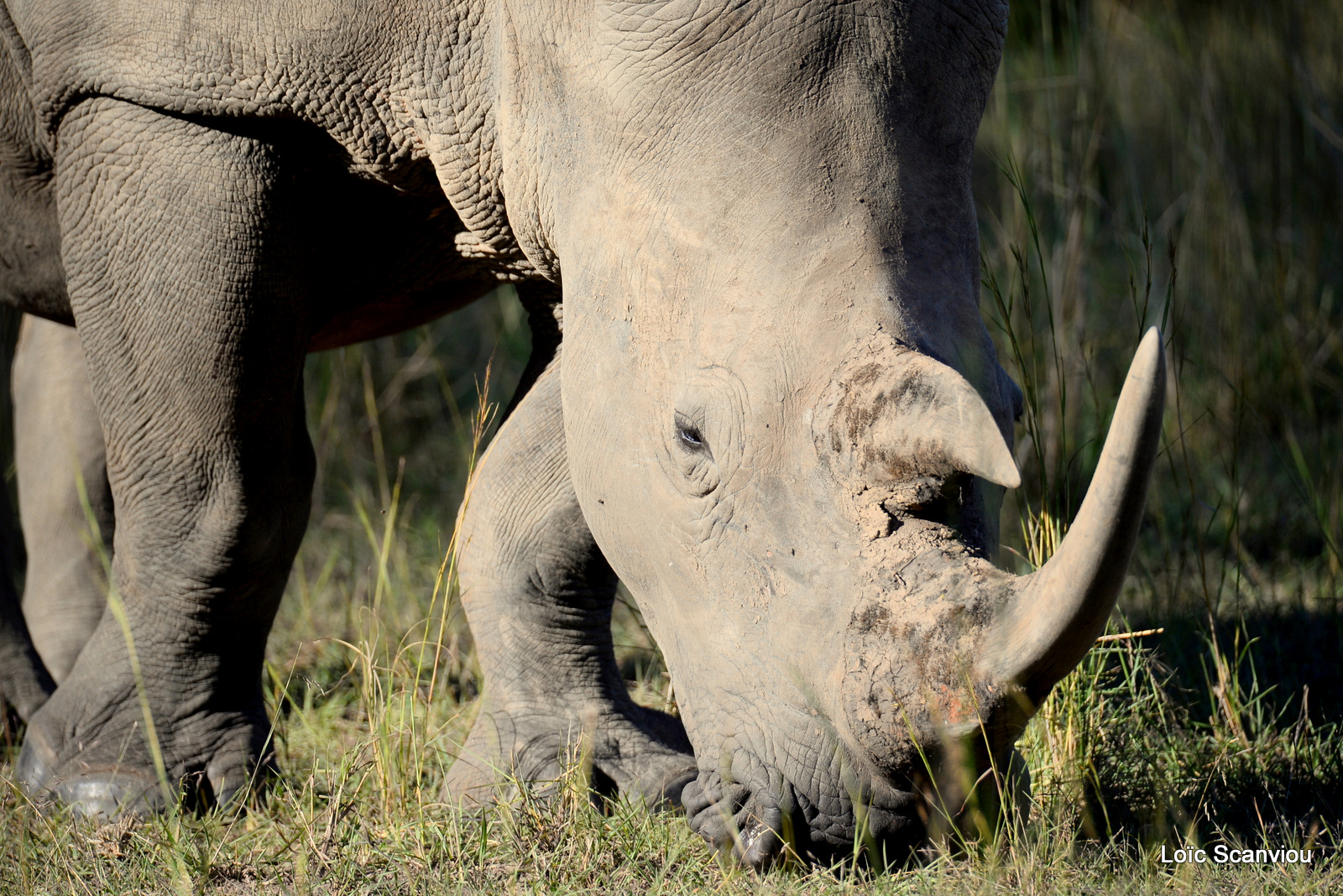 Rhinocéros blanc/White Rhinoceros (16)