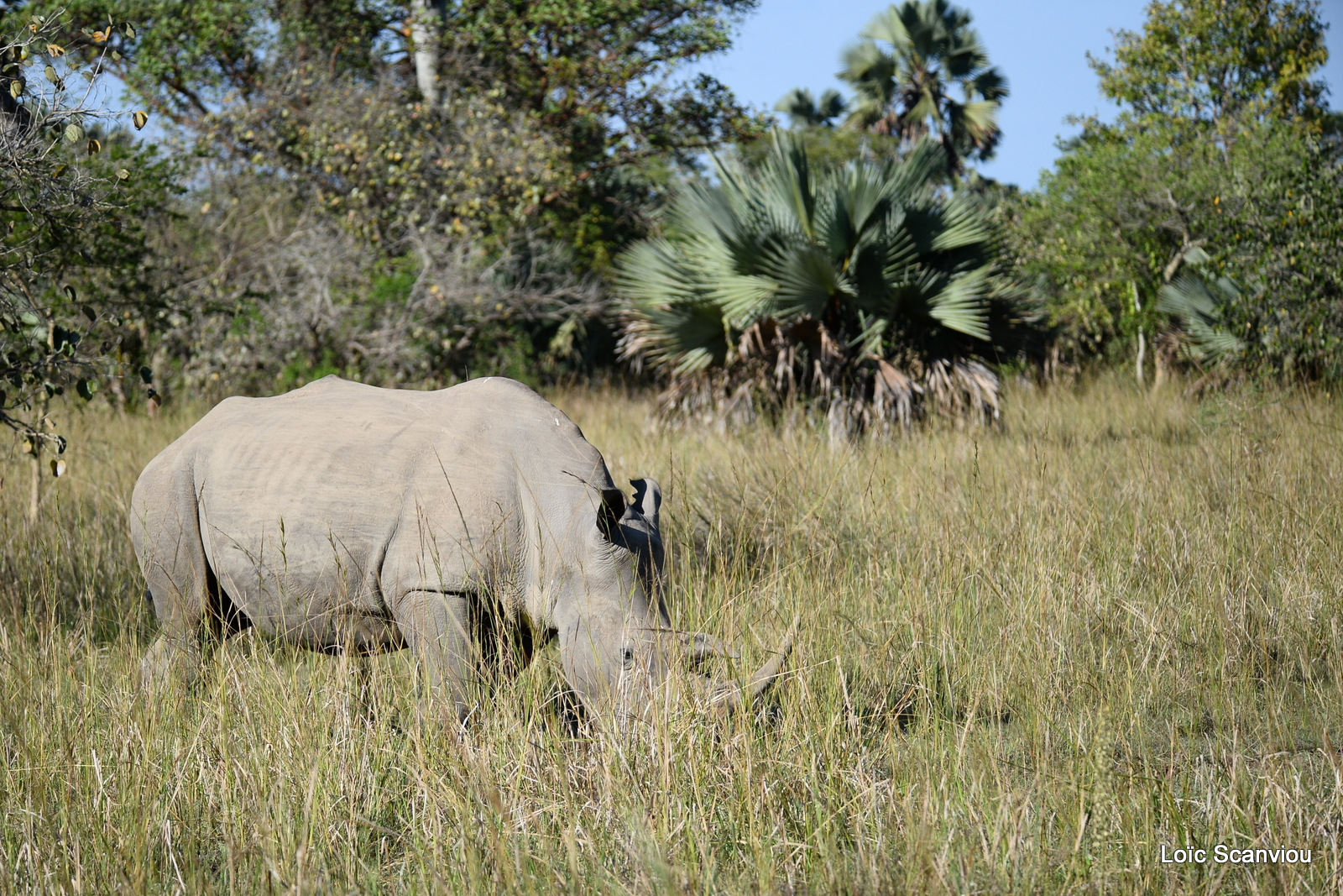 Rhinocéros blanc/White Rhinoceros (17)