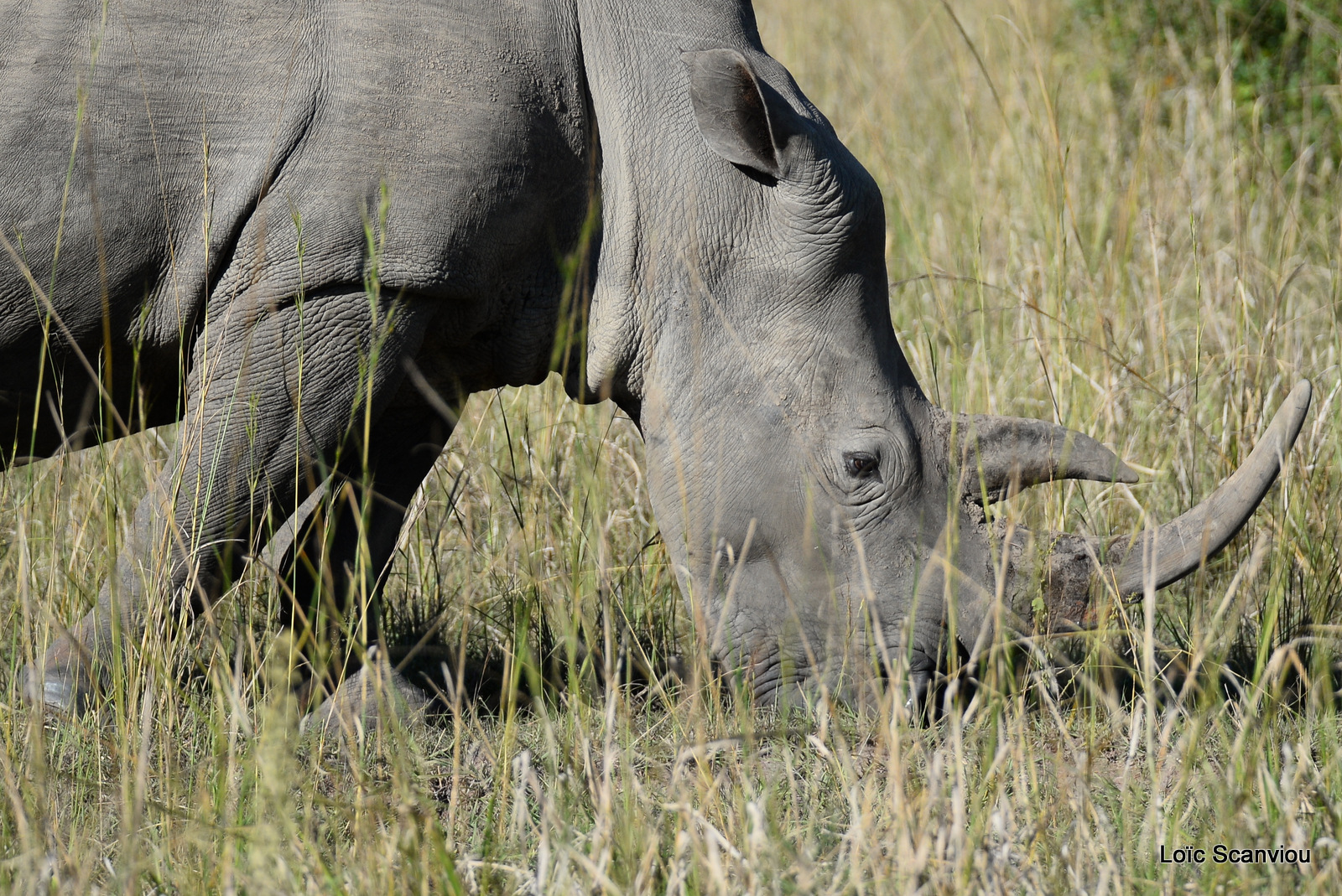 Rhinocéros blanc/White Rhinoceros (18)