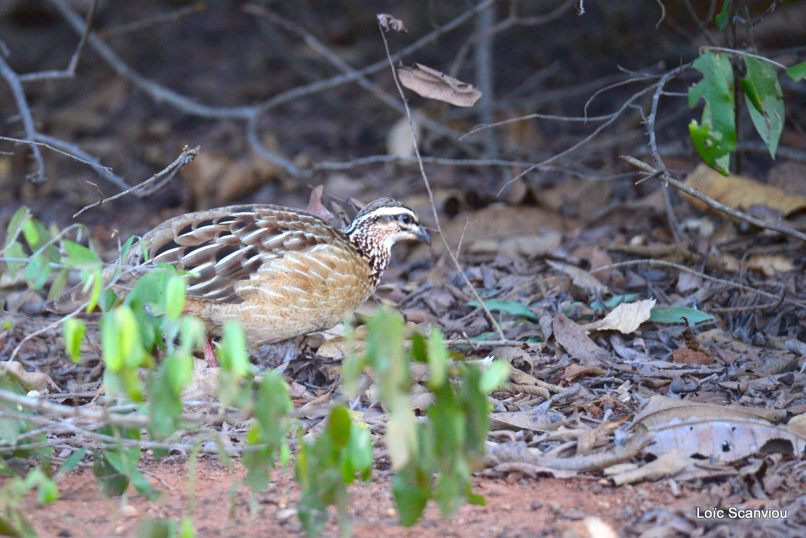 Francolin huppé/Crested Francolin (1)