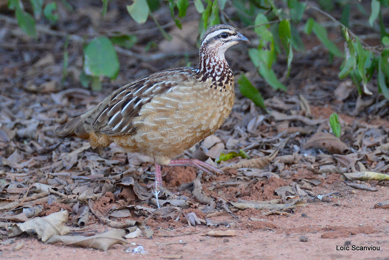 Francolin huppé/Crested Francolin (2)