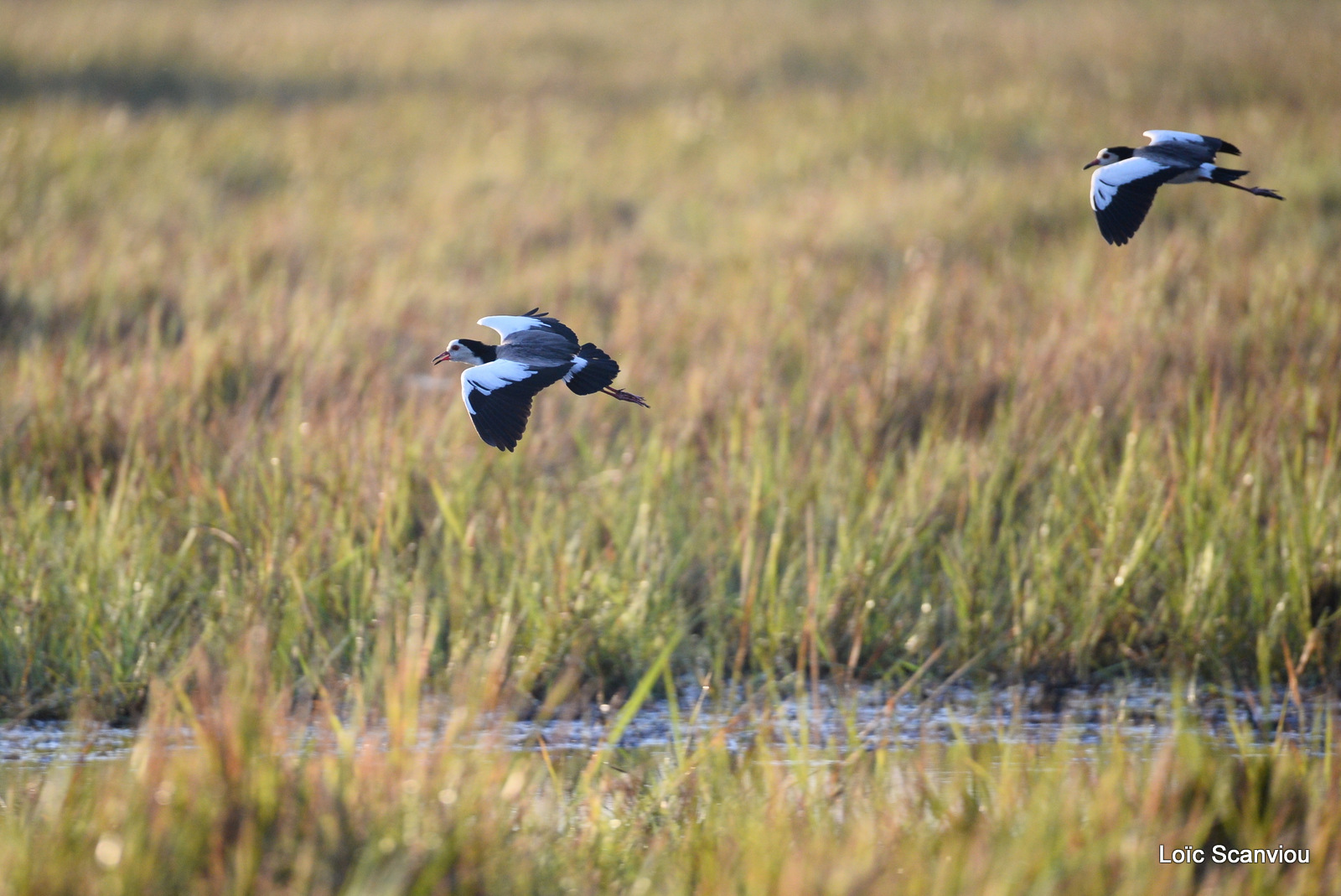 Vanneau à ailes blanches/Long-toed Lapwing (1)