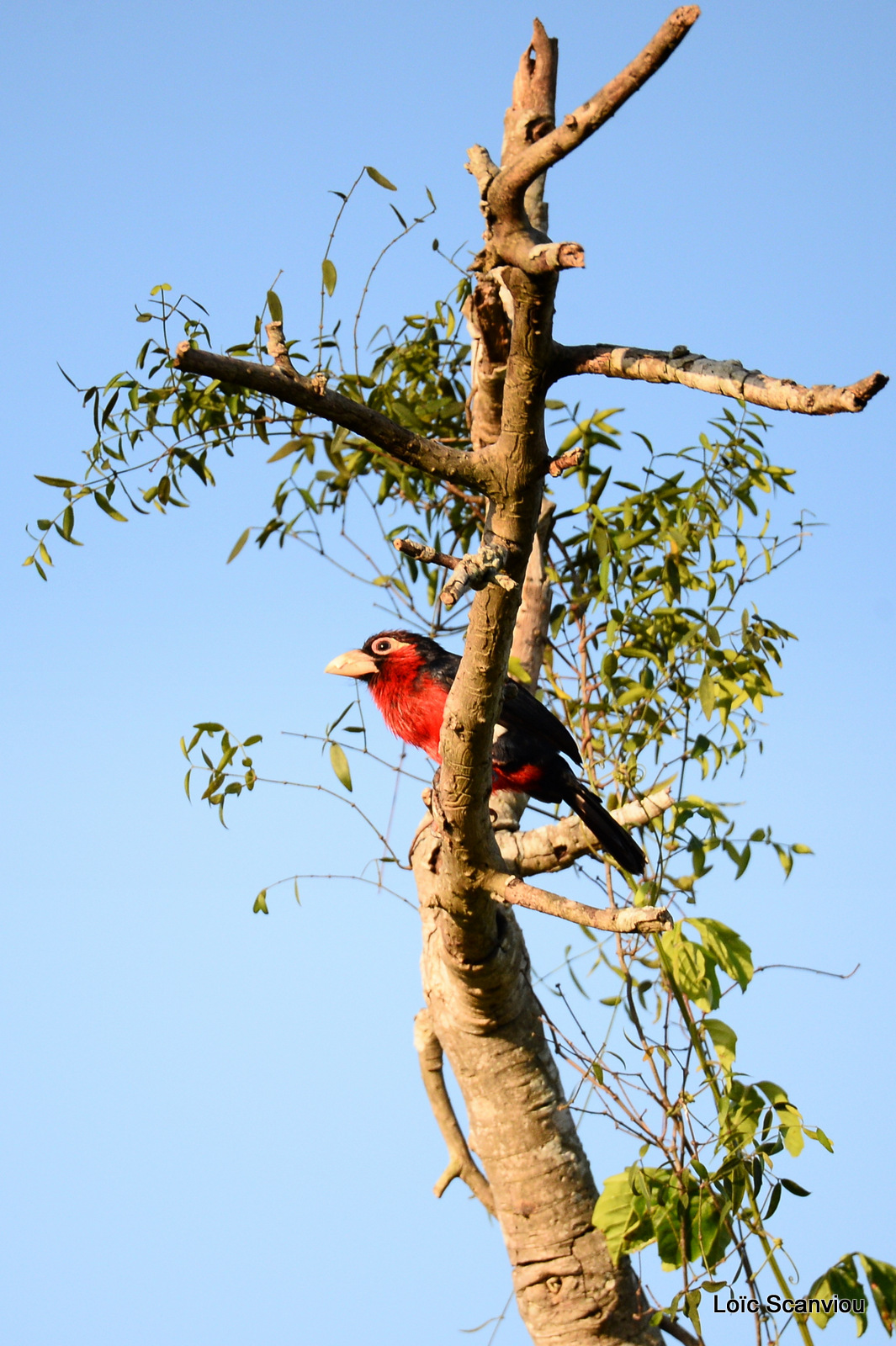 Barbican bidenté/Double-toothed Barbet (1)