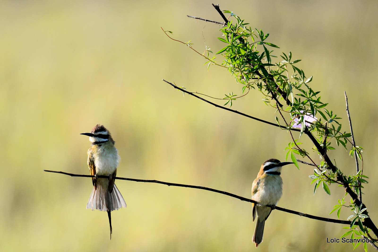 Guêpier à gorge blanche/White-throated Bee-eater (1)