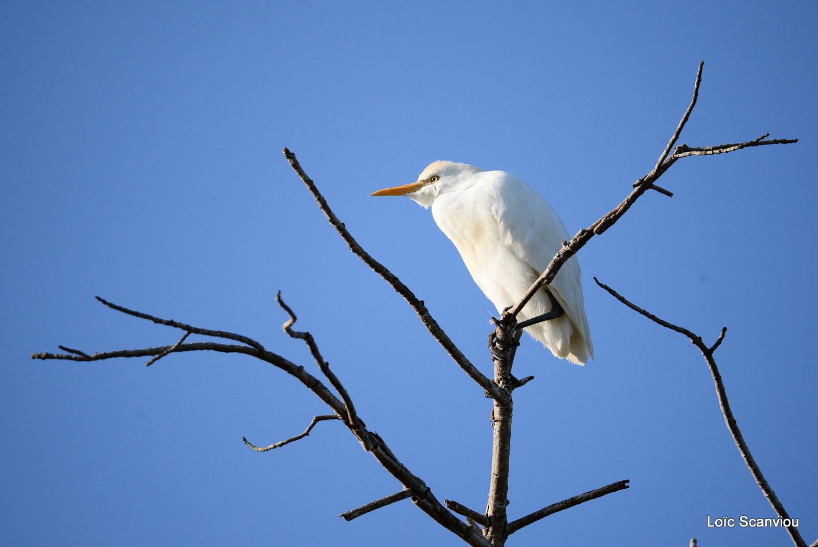 Héron garde-boeufs/Cattle Egret (1)