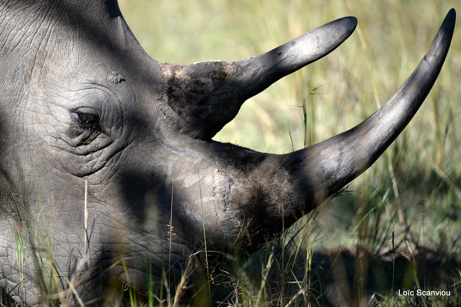 Rhinocéros blanc/White Rhinoceros (6)