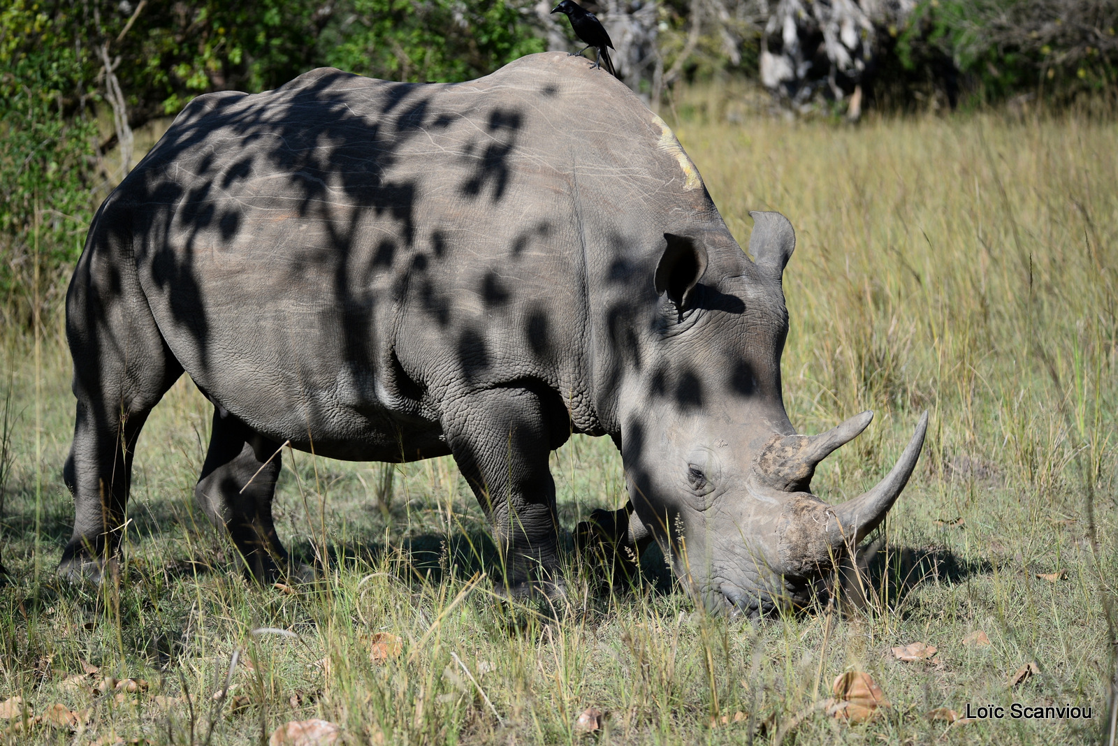 Rhinocéros blanc/White Rhinoceros (7)